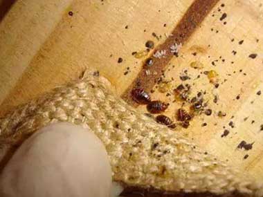 臭蟲防治及滅殺