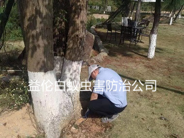 白云區(qū)公園樹(shù)木白蟻防治
